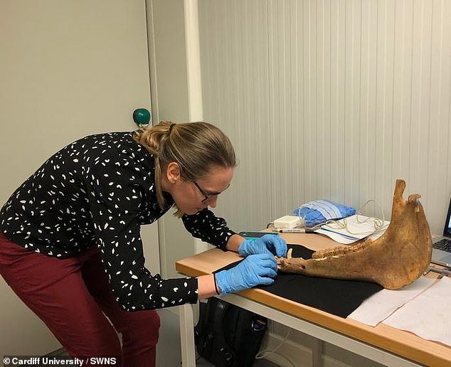 Dr Katherine French - formerly of Cardiff University and now based at Washington State University - investigates a horse mandible to select a dental sample at the University of Bia¿ystok, Poland