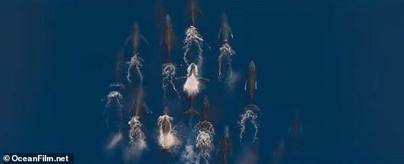 Ocean is full of spectacular underwater camerawork, but unlike most Attenborough documentaries it does not linger on pouncing predators or mysterious mating rituals