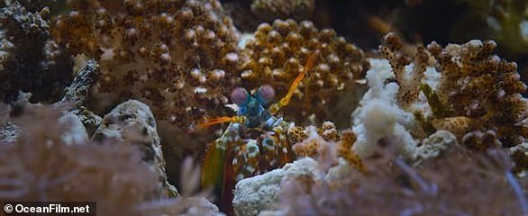 Only occasionally, his customary enthusiasm undimmed, does Attenborough introduce us to fascinating creatures, like the boxer crab