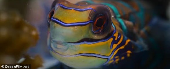 What fills Attenborough with hope is the increasing evidence that our seas and oceans and everything in them can recover more quickly than previously he dared to think