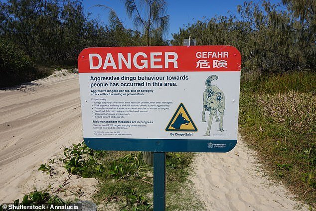 21 dingo-related incidents were reported on K'Gari in 2024