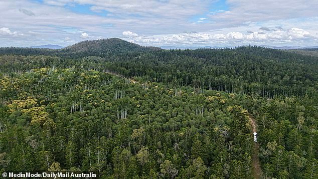 The area of dense bushland is being scoured by detectives on Saturday