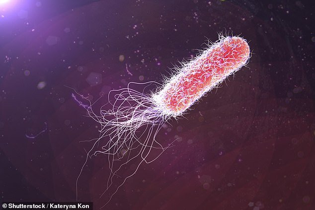 An illustration of Bacterium Pseudomonas aeruginosa, an example of a antibiotic resistant superbug, and estimated to be one of the six biggest global killers