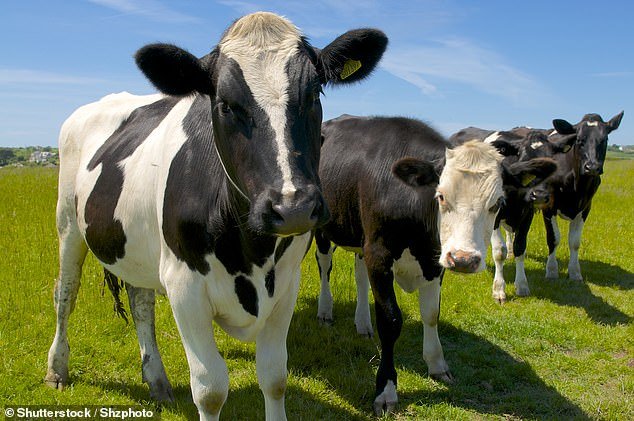 Food Standards Scotland have confirmed there is no risk to human health and described it as an 'isolated case' which is being probed by the Animal Plant and Health Agency (APHA) (file photo)