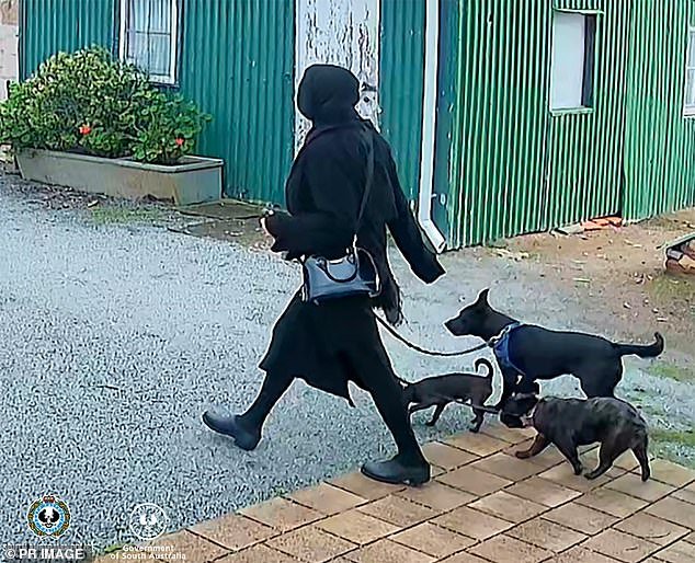 Another view of Tamika walking through Port Lincoln with three dogs
